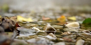 叶子漂浮在水面上。近距离