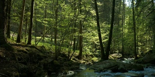 阳光明媚的春天森林中的PAN Creek (4K/UHD to HD)