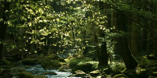 晶莹小溪的春天森林(4K/超高清到高清)