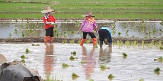 2015年6月20日，泰国南部，泰国农民在泰国北部南部省使用手扶拖拉机种植水稻。