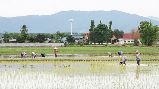农民通过插秧种植水稻。视频素材模板下载