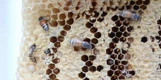 蜂房上的小蜜蜂