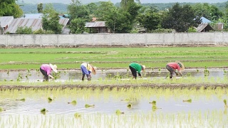 农民通过插秧种植水稻。视频素材模板下载