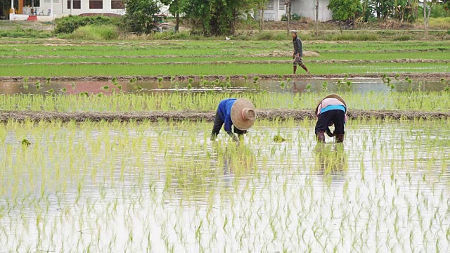 农民通过插秧种植水稻。