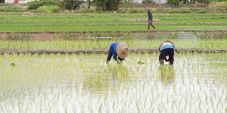 农民通过插秧种植水稻。