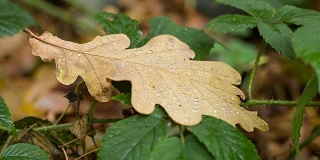 橡树叶在雨滴中。