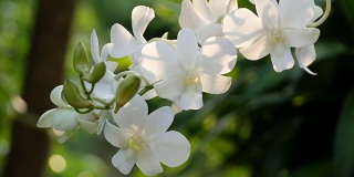 白色的兰花