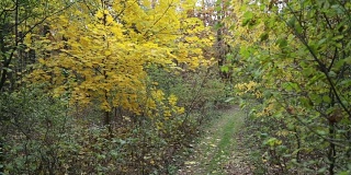 年轻人走在秋天的森林里。