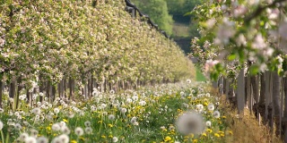 HD DOLLY:春天的苹果园