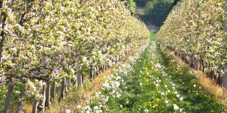 HD DOLLY:盛开的苹果树园