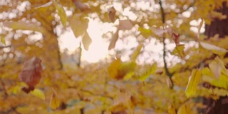 慢镜头:秋叶飘落