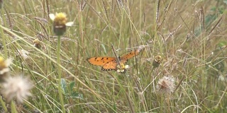 蝴蝶与芦苇草和绿色的环境