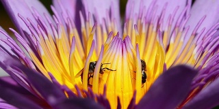 蜜蜂在睡莲