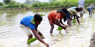 Rice Paddy Plantation