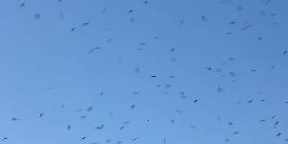 一群蚊子，在蓝天的背景下