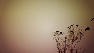 成群的鸟坐在树上视频素材模板下载