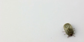 大蜱狗随机行走在白色的背景。