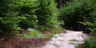 年轻的山地自行车手在森林里骑着山道下坡