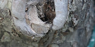 蚂蚁清理树洞