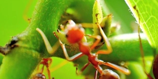 红蚂蚁成群结队的蚜虫