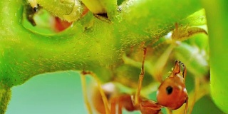 红蚂蚁成群结队的蚜虫