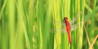 稻田里的蜻蜓。