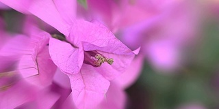 粉红色的叶子花属花