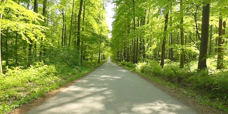 穿越绿色森林的道路