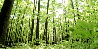 HD CRANE:春季森林矮林