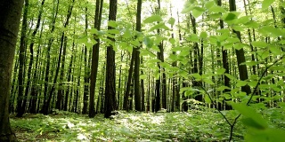 HD CRANE:春天的森林