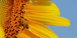 蜜蜂正在飞翔，以向日葵为食。