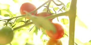 自然光线番茄