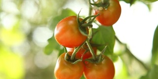 番茄自然绿色
