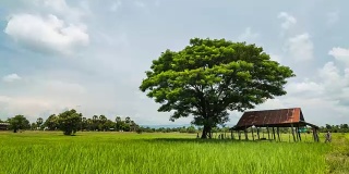 稻田和农舍。