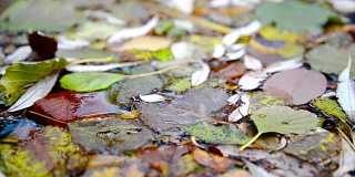 叶子漂浮在水面上。近距离