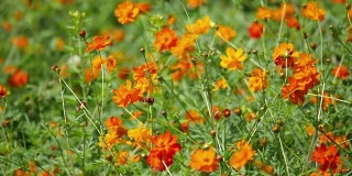 Cosmos flowers orange in field