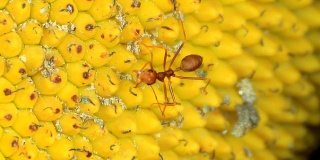 水果上的红蚂蚁