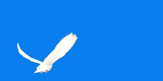 鸽子在蓝色背景上飞翔(超级慢镜头)