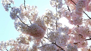 樱花在阳光的照耀下绽放视频素材模板下载