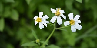 花草随风动