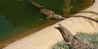 在池塘里游泳的鳄鱼