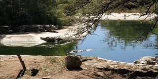 岸上的尼罗河鳄鱼