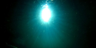 水下的光和鱼