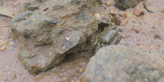 海滩上岩石里的小螃蟹