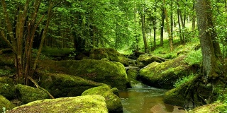 《小溪流在岩石森林》PAN (4K/超高清到高清)