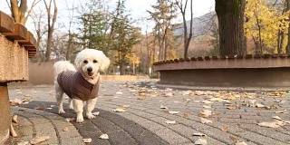 小狗在秋天的公园里玩耍
