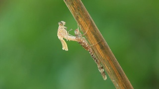 蜻蜓从幼虫中出现视频素材模板下载