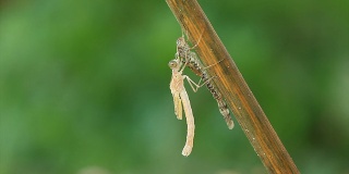 从幼虫中出现的蜻蜓