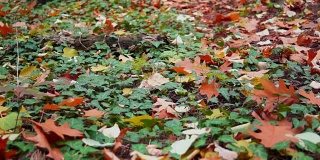 秋叶飘落在地上