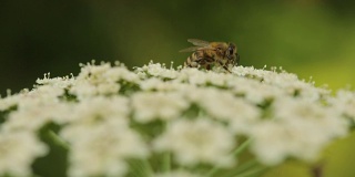在安妮女王的花边花上采集花粉的蜜蜂